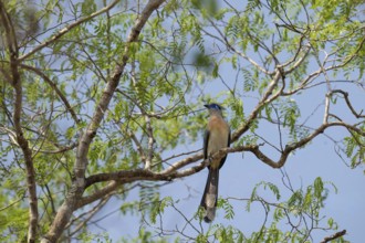 Crested Coa (Coa cristata) in the dry forests of western Madagascar