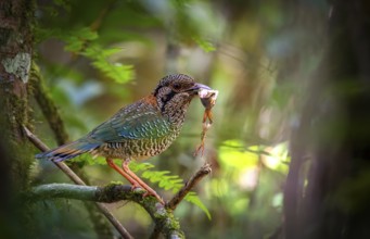 A bird, Scaly Ground Roller (Geobiastes squamigerus) in the rainforests of Mantadia National Park