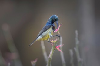 Sunbird, Souimanga Sunbird (Cinnyris souimanga), male, in the dry forest in western Madagascar