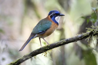 Pitta-Like Ground Roller, Blue-headed Roller (Atelornis pittoides) in the rainforests of eastern