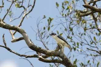 Ambarovanga, van Dam's vanga (Xenopirostris damii) male, in the dry forests of western Madagascar