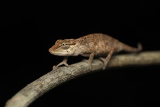 Chameleon (Calumma vohibola) in the lowland rainforests of eastern Madagascar