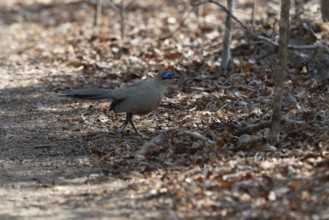 Red-Capped Coa (Coa olivaceiceps) in the dry forests of western Madagascar