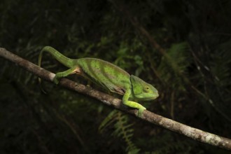 Female chameleon (Calumma parsoni cristifer) in the rainforests of Andasibe National Park in