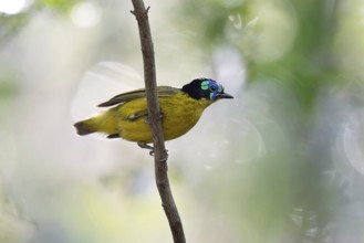 Blackthorn asity (Philepitta schlegeli) in the dry forests of Ankarafantsika National Park