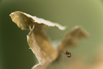 Young oak leaf wheel spider (Aculepeira ceropegia) begins to leave its cocoon after hatching on
