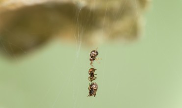 Young oak leaf wheel spiders (Aculepeira ceropegia) begin to leave their cocoon after hatching on