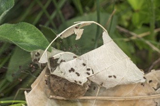 Young oak leaf wheel spiders (Aculepeira ceropegia) begin to leave their cocoon after hatching,