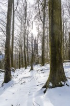 Forest trees with bare branches standing in fresh untouched snow on a winter day, bright sun