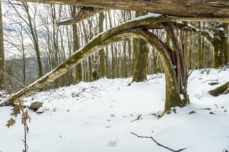 Winter forest scene featuring a fallen tree forming a natural arch, covered in snow and moss, with