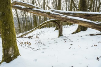Winter forest scene featuring a path of footprints in the fresh snow, surrounded by trees with