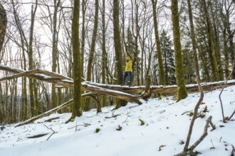 Explorer wearing a yellow jacket and jeans balancing carefully on a large fallen tree trunk in a