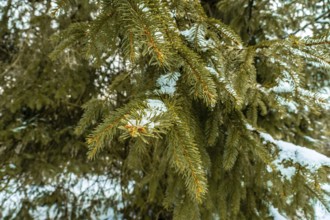 Evergreen spruce branches with vibrant green needles dusted in fresh snow and ice, evoking a