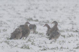 Egyptian geese (Alopochen aegyptiacus) in a foggy snowstorm, Emsland, Lower Saxony, Germany
