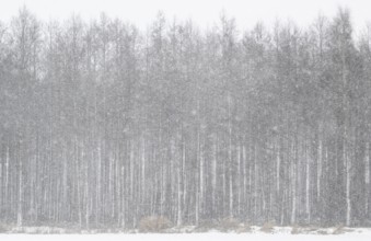 Black alder (Alnus glutinosa) in a misty snowstorm, Emsland, Lower Saxony, Germany