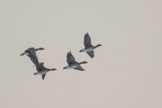 Greylag geese (Anser anser) flying in the fog, Emsland, Lower Saxony, Germany