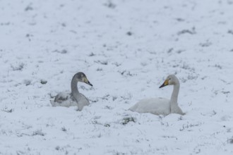 Whooper swans (Cygnus cygnus) in the snow, Emsland, Lower Saxony, Germany