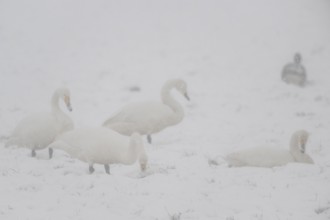 Whooper swans (Cygnus cygnus) and grey geese (Anser anser) in the snow, Emsland, Lower Saxony,