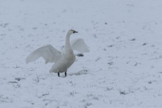 Tundra Swan (Cygnus bewickii) standing in the snow with its wings outstretched