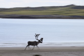 Kiberg, Troms, Norway, Blurred reindeer (Rangifer tarandus) in dynamic movement on the beach of the