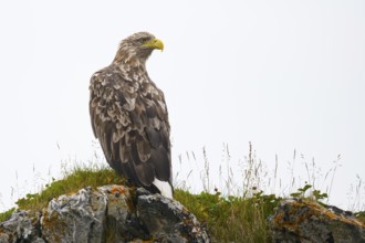 Vardø, Troms, Norway, A white-tailed eagle (Haliaeetus albicilla) perched on a grass-covered rock