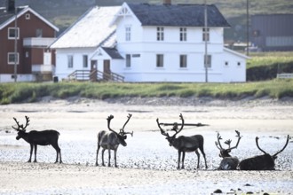 Kiberg, Troms, Norway, group of reindeer (Rangifer tarandus) resting on the beach in front of
