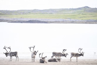 Six reindeer (Rangifer tarandus) resting and grazing on a brightly lit beach in natural