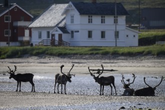 Kiberg, Troms, Norway, Four reindeer (Rangifer tarandus) resting on the beach near white houses in