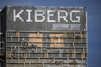 Kiberg, Troms, Norway, Artificial nesting cliff for kittiwakes (Rissa tridactyla) labelled