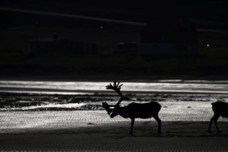 Kiberg, Troms, Norway, silhouette of a single reindeer (Rangifer tarandus) in a dark, minimalist