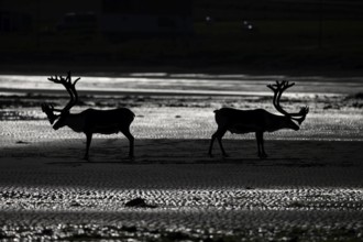 Kiberg, Troms, Norway, Silhouettes of two reindeer (Rangifer tarandus), Kiberg, Troms, Norway