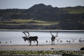 Kiberg, Troms, Norway, Two reindeer s (Rangifer tarandus) standing on the beach surrounded by