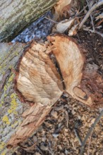 Beaver bite on a tree trunk, Radolfzell am Lake Constance, Konstanz district, Baden-Württemberg,