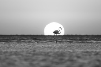 Single pink flamingo (Phoenicopterus roseus) directly in front of the setting sun, backlight,