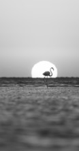 Single pink flamingo (Phoenicopterus roseus) directly in front of the setting sun, backlight,