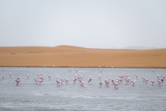 Lesser Flamingos (Phoeniconaias minor) in a lagoon off the Namib Desert, Walfish Bay, Erongo,