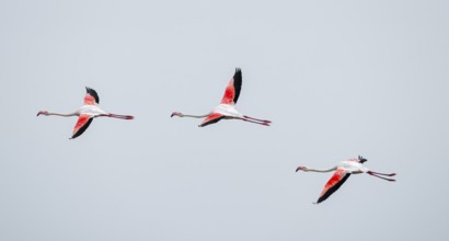 Pink flamingo (Phoenicopterus roseus) in flight, Walfish Bay, Erongo, Namibia
