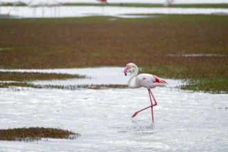 Pink flamingo (Phoenicopterus roseus), Walfish Bay, Erongo, Namibia
