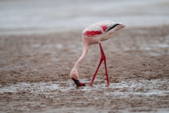 Lesser Flamingo (Phoeniconaias minor) in a lagoon, Walfish Bay, Erongo, Namibia