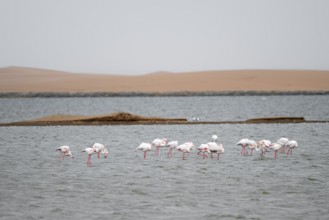 Pink flamingo (Phoenicopterus roseus) in flight in front of the Namib Desert, Walfish Bay, Erongo,