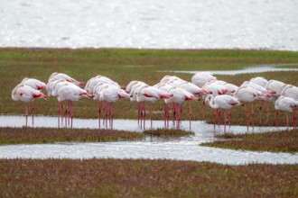 Pink flamingos (Phoenicopterus roseus) sleeping, Walfish Bay, Erongo, Namibia