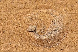 Dwarf puff adder (Bitis peringueyi) hiding in the sand, camouflage, Namib Desert, Namibia