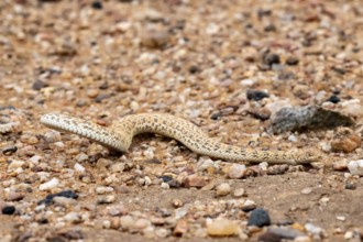 Dwarf puff adder (Bitis peringueyi) in the sand, Namib Desert, Namibia