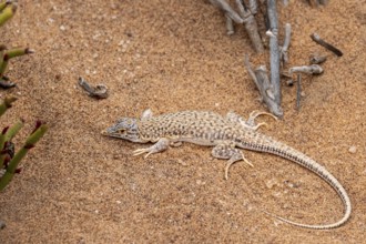 Shovel-nosed lizard (Meroles anchietae) in the sand, Namib Desert, Namibia