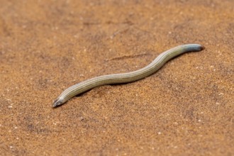 FitzSimon's burrowing skink or short blind dart skink, (Typlacontias brevipes), Namib Desert,