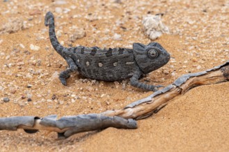Desert chameleon, Namaqua chameleon (Chamaeleo namaquensis), Namib Desert near Swakopmund, Namibia