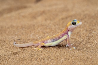 Palmato gecko (Pachydactylus rangei), Namib Desert, Namibia