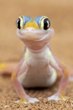 Palmato gecko (Pachydactylus rangei), Namib Desert, Namibia