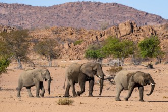 African elephant (Loxodonta africana), desert elephant, riverbed of the Ugab River, Damaraland,