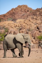 African elephant (Loxodonta africana), desert elephant, riverbed of the Ugab River, Damaraland,